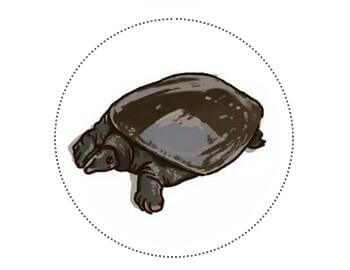 什么肉孕婦不能吃 什么肉孕婦不能吃